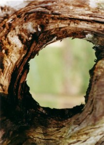 Baum Blick-Loch