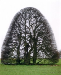 Baum 5 75