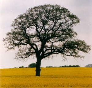 Baum 3 75